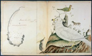 مخطط خليج المغامرات ، أرض فان ديمان ، ج .1773 (ألوان مائية على ورق) بواسطة بيتر فانين
