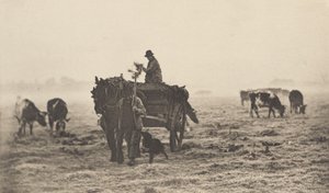 صباح فاترة ، 1890-1891 ، طُبع عام 1893. بواسطة بيتر هنري ايمرسون