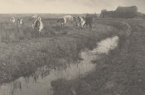 ماشية في المستنقعات، 1886 (صورة) بواسطة بيتر هنري ايمرسون