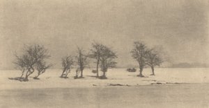أشجار شوكة معقمة ، ج. 1890 ، طبع ج. 1895. بواسطة بيتر هنري ايمرسون