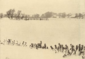 أعشاب المستنقعات، في عام 1895 أو قبله (صورة) بواسطة بيتر هنري ايمرسون