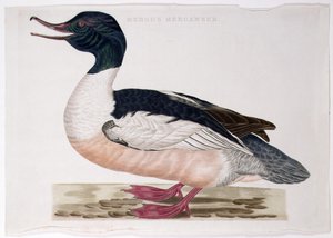 Merganser المشتركة
