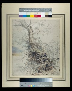A dying tree, its trunk covered with brambles, beside a fence, c.1618-20 (pen & ink over chalks with wash on paper) بواسطة بيتر بول روبنز