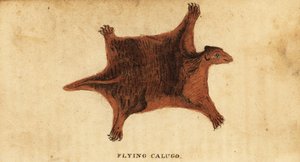 الليمور الطائر الفلبيني ، Cynocephalus volans. ، 1800 (نقش) بواسطة بيتر سيمون بالاس
