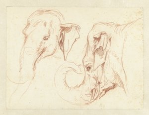 رسمان لرأس فيل بواسطة بيتر كامبر