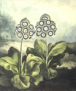زهرة الربيع: Primula auricula ، نقشها ساذرلاند ، من "معبد فلورا" لروبرت ثورنتون 1807 بواسطة فيليب (بعد) Reinagle