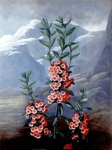 كالميا ضيقة الأوراق أو ماونتن لوريل ، نقشها كالدويل ، من "معبد فلورا" ، حانة. 1804 (نقش ملون) بواسطة فيليب (بعد) Reinagle