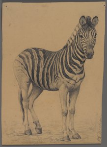 Zebra (الجرافيت على الورق) بواسطة فيليب ولفروم