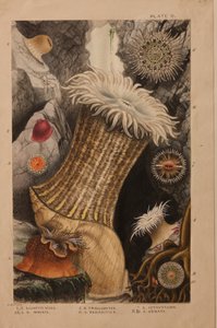اللوحة الثانية ، دراسة عن "Actinologia Britannica: A History of the British Sea Anemones and Corals" ، c.1858-60 (الجرافيت ، wc und gouache على الورق)