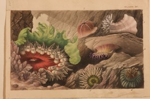 اللوحة الرابعة ، دراسة عن "Actinologia Britannica: A History of the British Sea Anemones and Corals" ، c.1858-60 (الجرافيت ، wc und gouache على الورق)