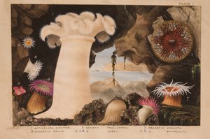 اللوحة الأولى ، دراسة عن "Actinologia Britannica: A History of the British Sea Anemones and Corals" ، c.1858-60 (الجرافيت ، wc und gouache على الورق)