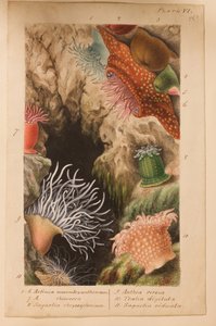 اللوحة السادسة ، دراسة عن "Actinologia Britannica: A History of the British Sea Anemones and Corals" ، c.1858-60 (الجرافيت ، wc und gouache على الورق)