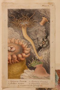 اللوحة الخامسة ، دراسة عن "Actinologia Britannica: A History of the British Sea Anemones and Corals" ، c.1858-60 (الجرافيت ، wc und gouache على الورق)