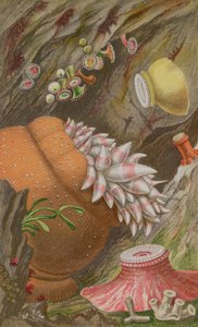 The Crimson Imperial ، The Yellow Imperial and the Globehorn ، اللوحة IX من Actinologia Britannica: A History of the British Sea Anemones and Corals، 1860 (chromolitho)
