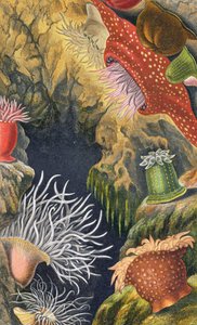 The Diadem Pimplet ، اللوحة السادسة من "Actinologia Britannica: A History of the British Sea Anemones and Corals" ، 1860 (chromolitho)
