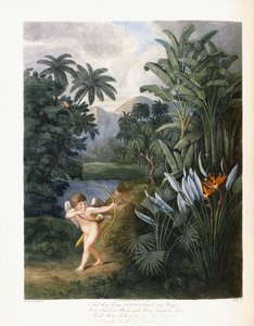 ثم الإلهي لينيوس ، ج 1796-1807 بواسطة فيليب ريناجل