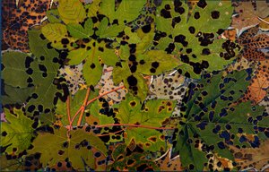 Acer pseudoplatanus: هجوم الجميز من قبل الفطر الأسود Rhytisma acerinum ، 1907-09 (حفر ضوئي)