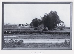مزرعة قصب بالقرب من ماكاي (صورة b / w) بواسطة مصور فوتوغرافي استرالي