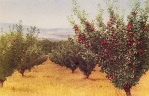 Apple Orchard (صورة ملونة) بواسطة مصور فوتوغرافي استرالي