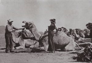 فرق الإبل مع السكان الأصليين المسؤولين عن إمداد المراكز النائية في وسط أستراليا (صورة أبيض وأسود) بواسطة مصور فوتوغرافي استرالي