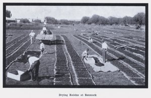 تجفيف الزبيب في Renmark (صورة b / w) بواسطة مصور فوتوغرافي استرالي