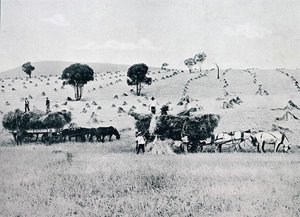 الحصاد ، نيو ساوث ويلز ، حوالي عام 1900 ، من "Under the Southern Cross - Glimpses of Australia" ، الذي نشرته وزارة الشؤون الخارجية ، ملبورن بواسطة مصور فوتوغرافي استرالي