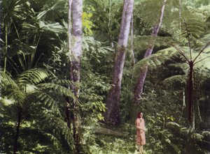 كوينزلاند ، أستراليا: Tropical Jungle (صورة) بواسطة مصور فوتوغرافي استرالي