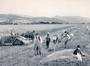 حصاد القمح ، تسمانيا ، حوالي عام 1900 ، من "Under the Southern Cross - Glimpses of Australia" ، الذي نشرته وزارة الشؤون الخارجية ، ملبورن بواسطة مصور فوتوغرافي استرالي
