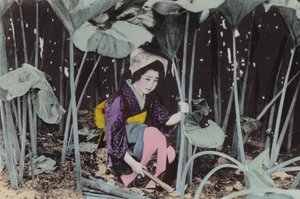 اليابان ، حوالي عام 1912: بوغ-راوند الهائل ، نبات بري ، أكيتا (صورة) بواسطة مصور فوتوغرافي ياباني