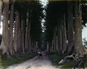 عربة ريكاشة على طريق تصطف على جانبيه الأشجار في نيكو ، حوالي عام 1900 (صورة ملونة) بواسطة مصور فوتوغرافي ياباني