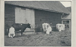 حلب الأبقار ، 1910 بواسطة وكالة التصوير