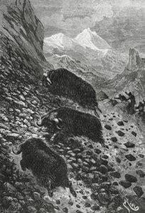 Musk oxen, woodcut by Edouard Riou (1833-1900) بواسطة بليز نيكولا لو سوير
