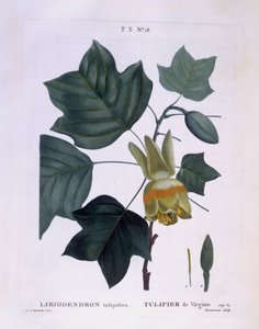 شجرة الزنبق الأمريكية (Liriodendron tulipifera) ، Henry Louis Duhamel du Monceau ، لوحة نباتية من تصميم Pierre Joseph Redouté بواسطة بيير جوزيف ريدوت