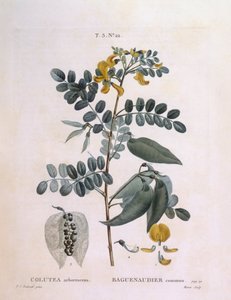 Bladder Senna (Colutea arborescence) ، Henry Louis Duhamel du Monceau ، لوحة نباتية بواسطة Pierre Joseph Redouté بواسطة بيير جوزيف ريدوت