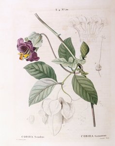 فنجان وصحن كرمة (Cobaea scandens) ، Henry Louis Duhamel du Monceau ، لوحة نباتية بواسطة Pierre Joseph Redouté بواسطة بيير جوزيف ريدوت