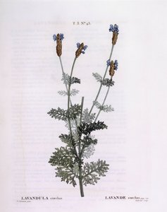 اللافندر الفرنسي (Lavandula stoechas) ، Henry Louis Duhamel du Monceau ، لوحة نباتية من تصميم Pierre Joseph Redouté بواسطة بيير جوزيف ريدوت