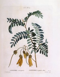 Kowhai (Sophora tetraptera أو Edwardsia grandiflora) ، Henry Louis Duhamel du Monceau ، لوحة نباتية بواسطة Pierre Joseph Redouté بواسطة بيير جوزيف ريدوت
