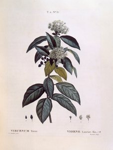 Laurustinus (Viburnum tinus) ، Henry Louis Duhamel du Monceau ، لوحة نباتية من تصميم Pierre Joseph Redouté بواسطة بيير جوزيف ريدوت