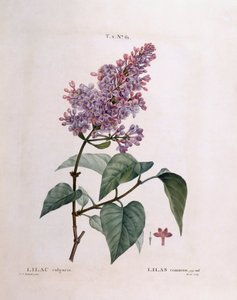 ليلك (Syringa vulgaris) ، Henry Louis Duhamel du Monceau ، لوحة نباتية من تصميم Pierre Joseph Redouté بواسطة بيير جوزيف ريدوت