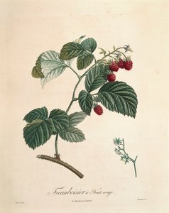 توت العليق بيير جوزيف ريدوت (1759-1840) بواسطة بيير جوزيف ريدوت
