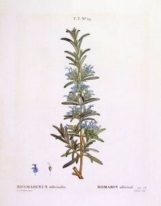 روزماري (Rosmarinus officinalis) ، هنري لويس دوهاميل دو مونسو ، لوحة نباتية بقلم بيير جوزيف ريدوتي بواسطة بيير جوزيف ريدوت