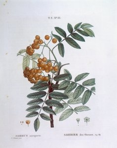 Rowan or European mountain ash (Sorbus aucuparia), Henry Louis Duhamel du Monceau, botanical plate by Pierre Joseph Redouté بواسطة بيير جوزيف ريدوت