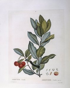 شجرة الفراولة (Arbutus unedo) ، Henry Louis Duhamel du Monceau ، لوحة نباتية بواسطة Pierre Joseph Redouté بواسطة بيير جوزيف ريدوت