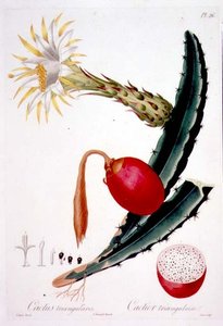 Cactus Triangularis ، اللوحة 26 من المجلد 4 من Flore des Antilles ، بقلم فرانسوا ريتشارد توساك ، نُشر في 1808-27 بواسطة بيير أنطوان (بعد) بواتو