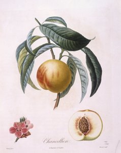 الخوخ "Chancelliere" Henry Louis Duhamel du Monceau ، لوحة نباتية من إعداد Pierre Antoine Poiteau بواسطة بيير أنطوان (بعد) بواتو