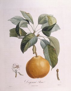 الكمثرى "Doyenné roux" Henry Louis Duhamel du Monceau ، لوحة نباتية من تأليف Pierre Antoine Poiteau بواسطة بيير أنطوان (بعد) بواتو