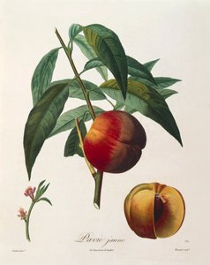 الخوخ الأصفر (بافي جان) لأنطوان بواتو بواسطة بيير أنطوان (بعد) بواتو
