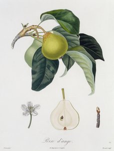 Poire d&39;ange ، محفورة بواسطة Bocourt ، تم نشره عام 1755 (نقش الألوان)