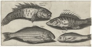Bogue ، سمك الفرخ ، gudgeon وسمكة غير معروفة صيد السمك (عنوان المسلسل) أيقونات Piscivm Vivae (عنوان المسلسل)