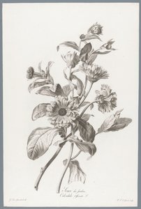 Goudsbloem القطيفة / Calendula Officinalis L. (العنوان على الكائن) زهور مستمدة من الطبيعة (...) (عنوان السلسلة)